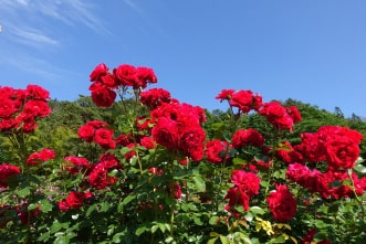 東沢バラ公園